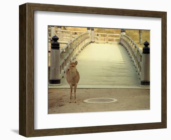 Nara City, Nara, Japan-Shin Terada-Framed Photographic Print