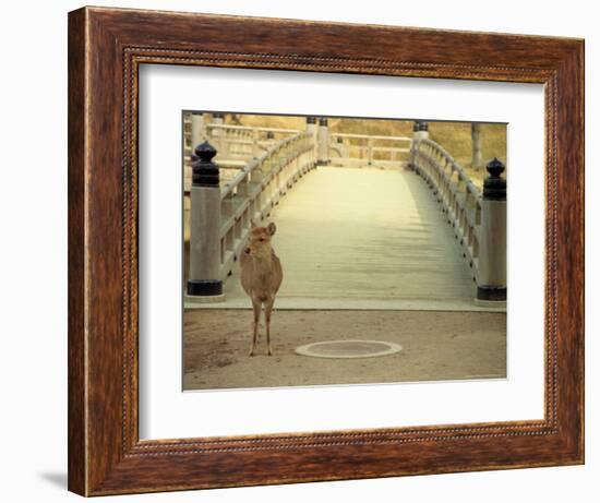 Nara City, Nara, Japan-Shin Terada-Framed Photographic Print