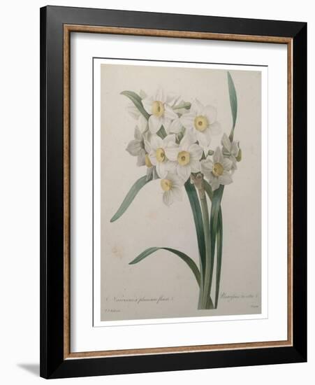 Narcisses-Pierre-Joseph Redoute-Framed Art Print