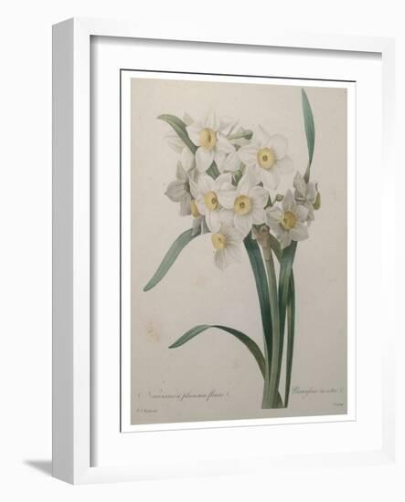 Narcisses-Pierre-Joseph Redoute-Framed Art Print