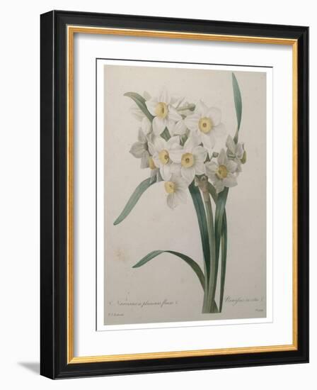 Narcisses-Pierre-Joseph Redoute-Framed Art Print