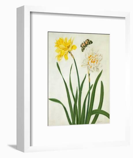 Narcissi and Butterfly (W/C and Gouache with Gold over Pencil on Vellum)-Matilda Conyers-Framed Premium Giclee Print
