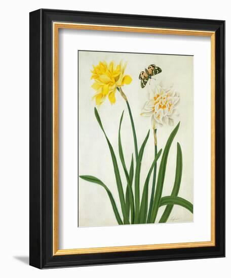 Narcissi and Butterfly (W/C and Gouache with Gold over Pencil on Vellum)-Matilda Conyers-Framed Giclee Print