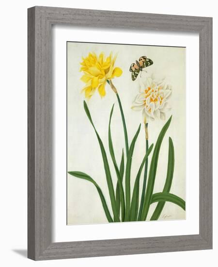 Narcissi and Butterfly (W/C and Gouache with Gold over Pencil on Vellum)-Matilda Conyers-Framed Giclee Print