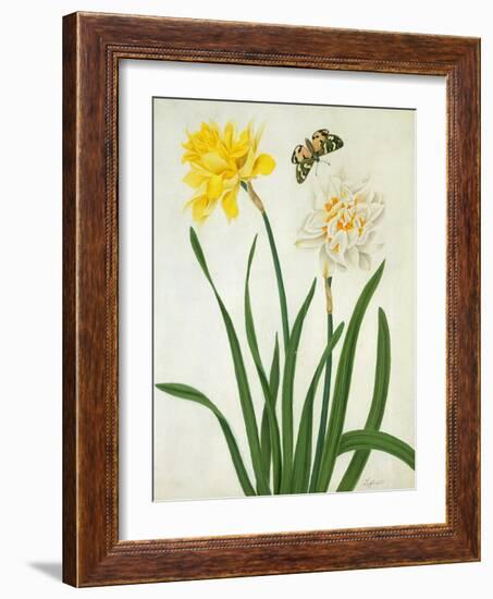 Narcissi and Butterfly (W/C and Gouache with Gold over Pencil on Vellum)-Matilda Conyers-Framed Giclee Print