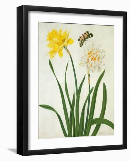 Narcissi and Butterfly (W/C and Gouache with Gold over Pencil on Vellum)-Matilda Conyers-Framed Giclee Print