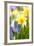 Narcissi, Daffodils, Grape Hyacinths-Sweet Ink-Framed Premium Photographic Print