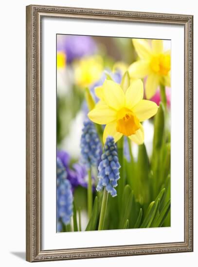 Narcissi, Daffodils, Grape Hyacinths-Sweet Ink-Framed Premium Photographic Print