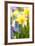 Narcissi, Daffodils, Grape Hyacinths-Sweet Ink-Framed Premium Photographic Print