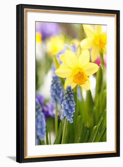 Narcissi, Daffodils, Grape Hyacinths-Sweet Ink-Framed Premium Photographic Print