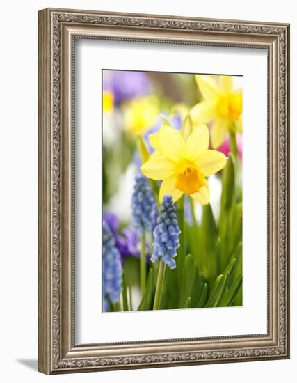 Narcissi, Daffodils, Grape Hyacinths-Sweet Ink-Framed Photographic Print