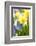 Narcissi, Daffodils, Grape Hyacinths-Sweet Ink-Framed Photographic Print