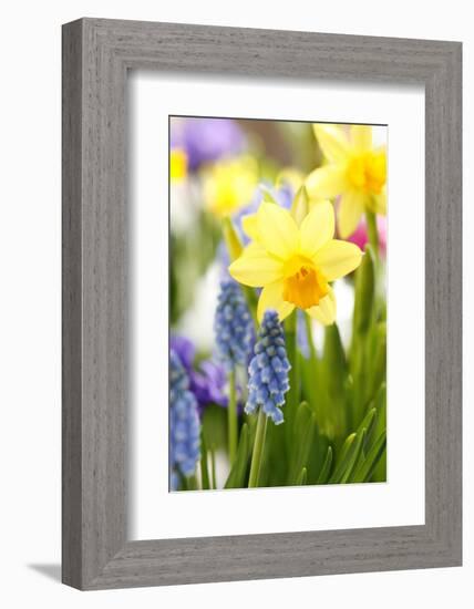 Narcissi, Daffodils, Grape Hyacinths-Sweet Ink-Framed Photographic Print