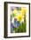 Narcissi, Daffodils, Grape Hyacinths-Sweet Ink-Framed Photographic Print