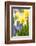 Narcissi, Daffodils, Grape Hyacinths-Sweet Ink-Framed Photographic Print