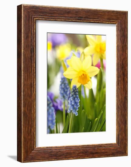 Narcissi, Daffodils, Grape Hyacinths-Sweet Ink-Framed Photographic Print