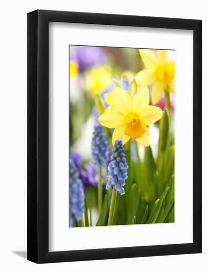 Narcissi, Daffodils, Grape Hyacinths-Sweet Ink-Framed Photographic Print