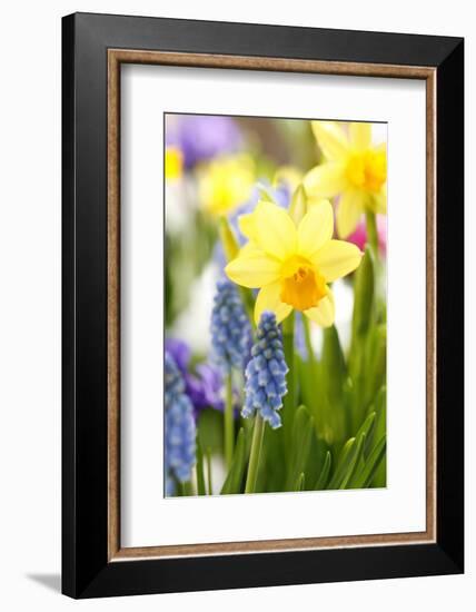 Narcissi, Daffodils, Grape Hyacinths-Sweet Ink-Framed Photographic Print