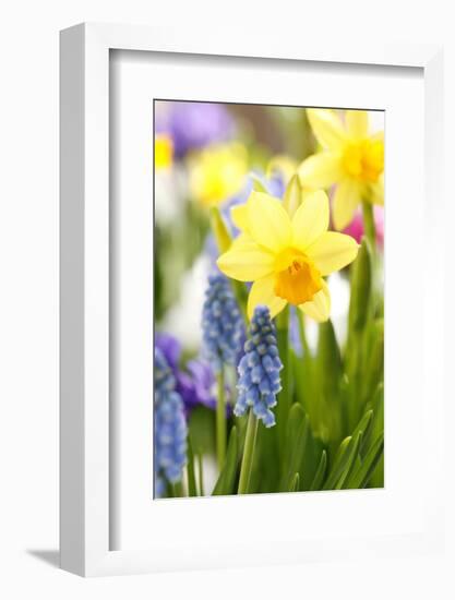 Narcissi, Daffodils, Grape Hyacinths-Sweet Ink-Framed Photographic Print