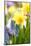 Narcissi, Daffodils, Grape Hyacinths-Sweet Ink-Mounted Photographic Print