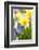 Narcissi, Daffodils, Grape Hyacinths-Sweet Ink-Framed Photographic Print