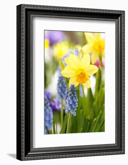 Narcissi, Daffodils, Grape Hyacinths-Sweet Ink-Framed Photographic Print