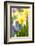 Narcissi, Daffodils, Grape Hyacinths-Sweet Ink-Framed Photographic Print