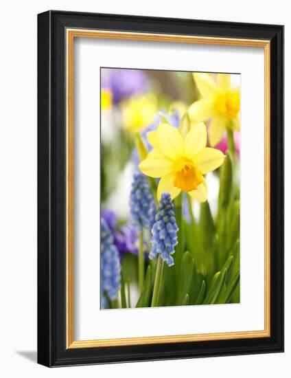 Narcissi, Daffodils, Grape Hyacinths-Sweet Ink-Framed Photographic Print