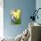 Narcissi, Daffodils, Grape Hyacinths-Sweet Ink-Photographic Print displayed on a wall