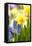 Narcissi, Daffodils, Grape Hyacinths-Sweet Ink-Framed Premier Image Canvas