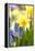 Narcissi, Daffodils, Grape Hyacinths-Sweet Ink-Framed Premier Image Canvas