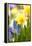Narcissi, Daffodils, Grape Hyacinths-Sweet Ink-Framed Premier Image Canvas
