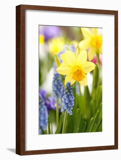 Narcissi, Daffodils, Grape Hyacinths-Sweet Ink-Framed Photographic Print