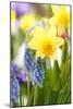 Narcissi, Daffodils, Grape Hyacinths-Sweet Ink-Mounted Photographic Print