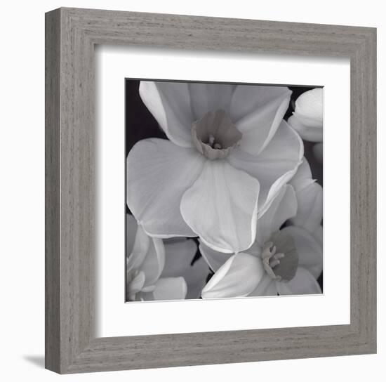 Narcissi for the Wedding II-Richard Sutton-Framed Art Print