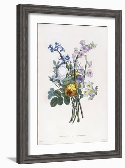 Narcissi, Rosa, Hyacynth, 1805-Jean-Louis Prevost-Framed Giclee Print