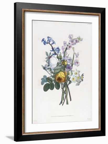 Narcissi, Rosa, Hyacynth, 1805-Jean-Louis Prevost-Framed Giclee Print