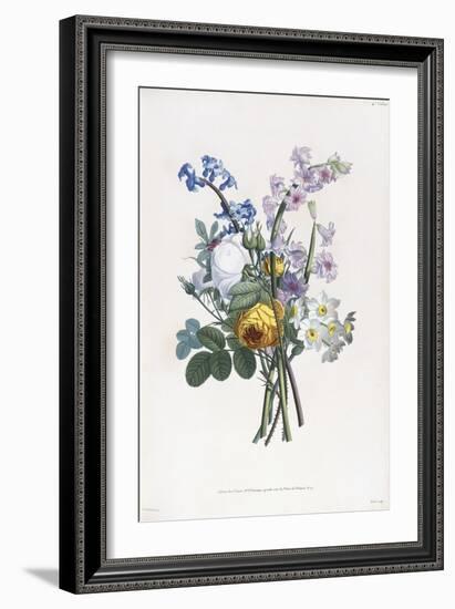 Narcissi, Rosa, Hyacynth, 1805-Jean-Louis Prevost-Framed Giclee Print