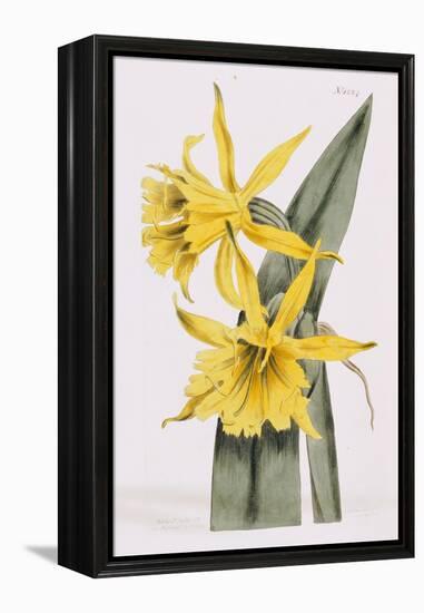 Narcissi-William Curtis-Framed Premier Image Canvas