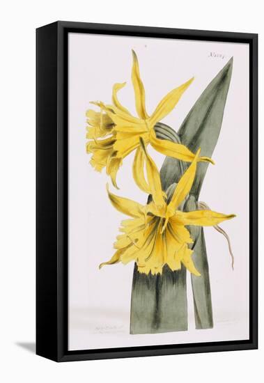 Narcissi-William Curtis-Framed Premier Image Canvas