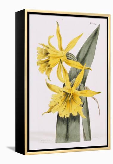 Narcissi-William Curtis-Framed Premier Image Canvas