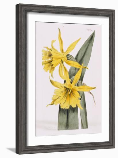 Narcissi-William Curtis-Framed Giclee Print