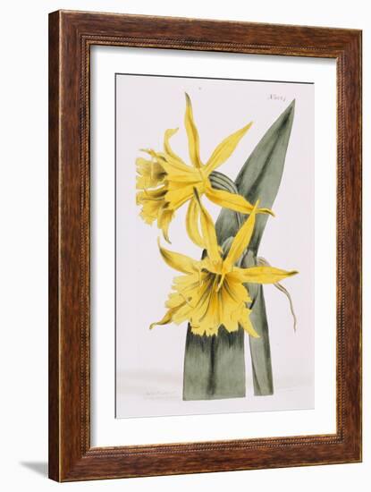 Narcissi-William Curtis-Framed Giclee Print