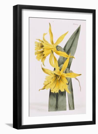 Narcissi-William Curtis-Framed Giclee Print