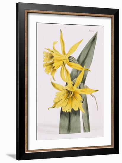 Narcissi-William Curtis-Framed Giclee Print