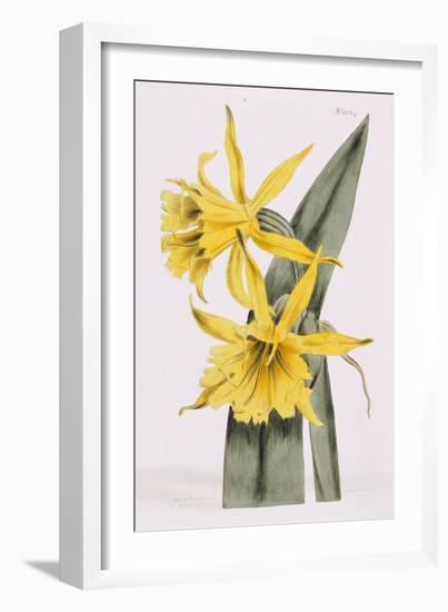 Narcissi-William Curtis-Framed Giclee Print