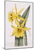 Narcissi-William Curtis-Mounted Giclee Print