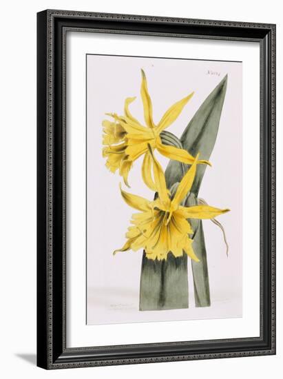 Narcissi-William Curtis-Framed Giclee Print