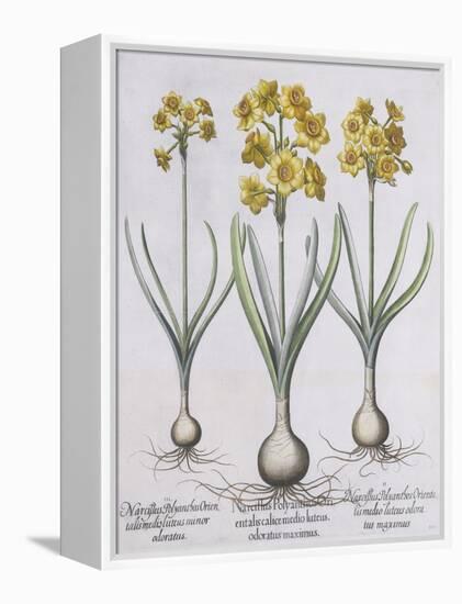 Narcissis Polyanthus-Basilius Besler-Framed Premier Image Canvas