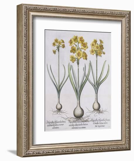 Narcissis Polyanthus-Basilius Besler-Framed Giclee Print